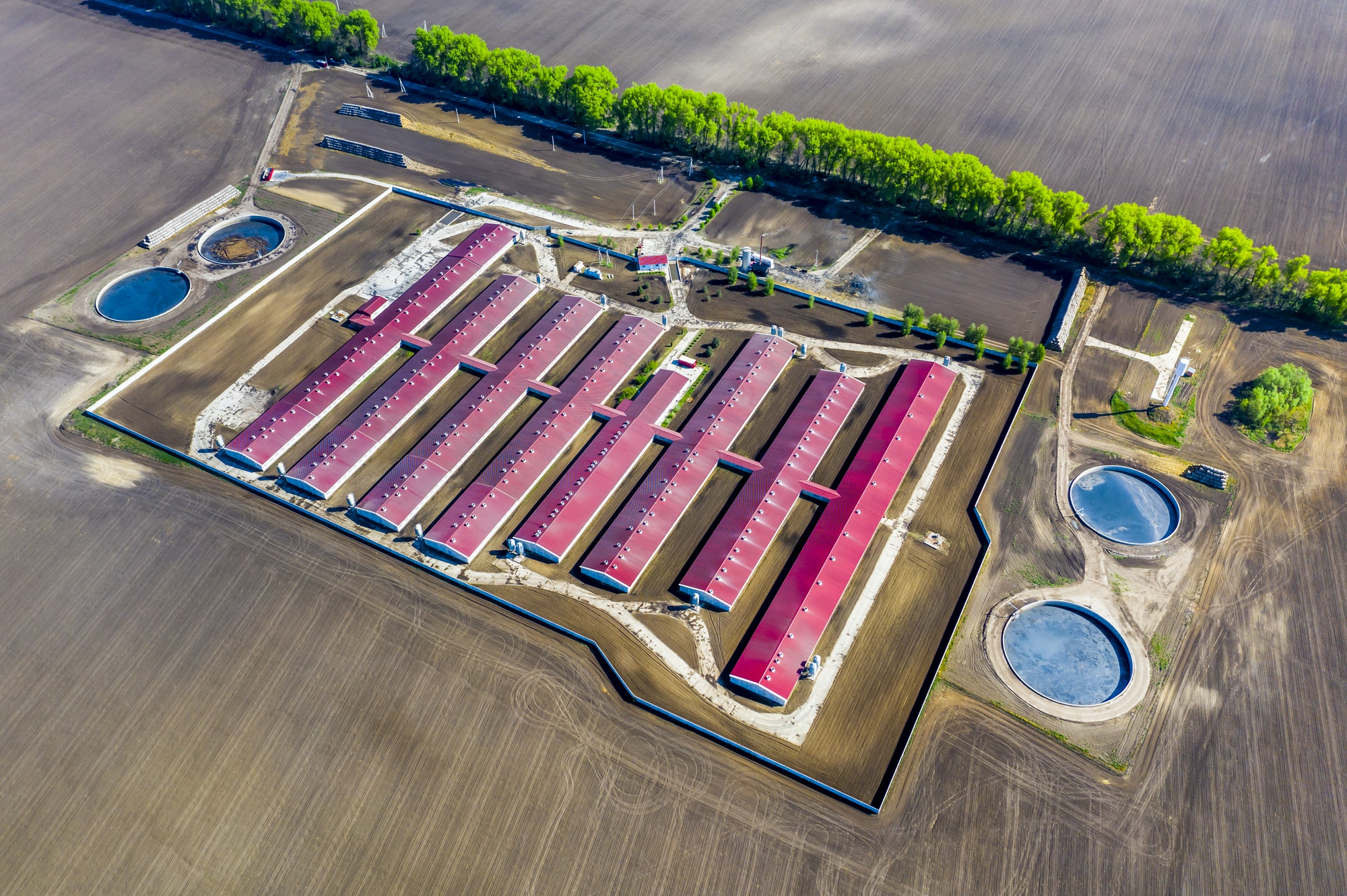 Aerial view of a large pig farm on an agricultural field in spring Aerial view of a large pig farm on an agricultural field in spring